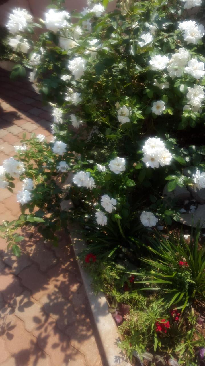 Tintech Bed & Breakfast Francistown Exteriör bild